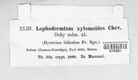 Lophodermium xylomoides image